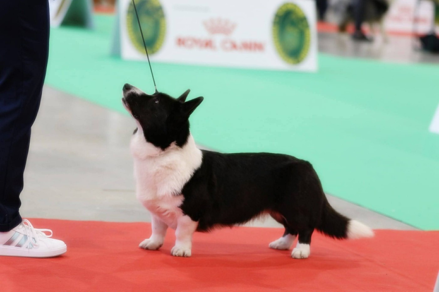 CH. Naja de la Cité des Grands Feux - 1er EXC - CACIB-V - MEILLEUR VETERAN- MEILLEUR DE RACE - dans les 5 sur le RH