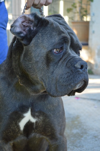 Publication : Au Royaume De Delio