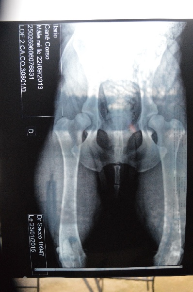 Publication : Au Royaume De Delio