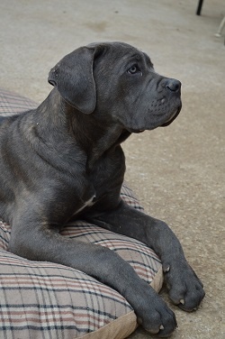 Publication : Au Royaume De Delio