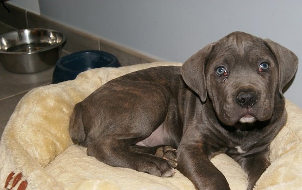 Publication : Au Royaume De Delio