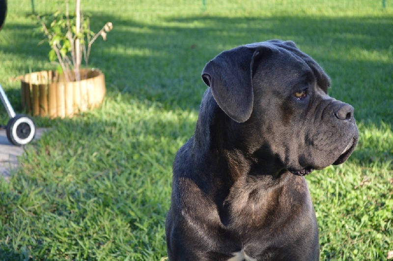 Publication : Au Royaume De Delio