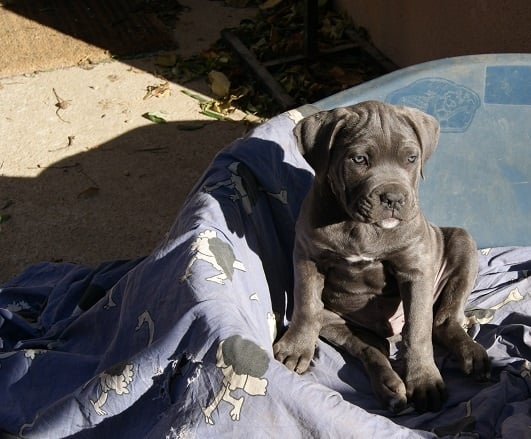 Publication : Au Royaume De Delio