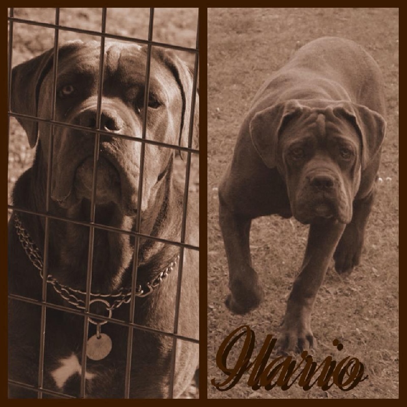 Publication : Au Royaume De Delio