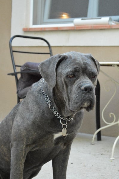 Publication : Au Royaume De Delio