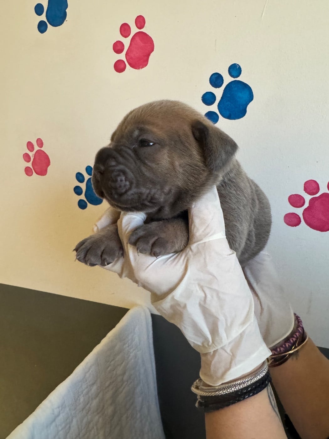 Cane Corso - Au Royaume De Delio