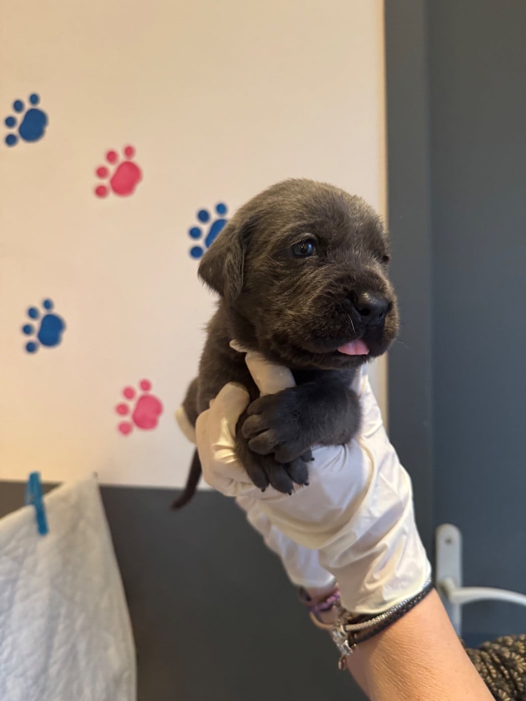 Cane Corso - Au Royaume De Delio