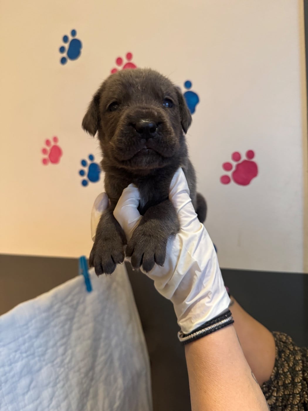 Cane Corso - Au Royaume De Delio