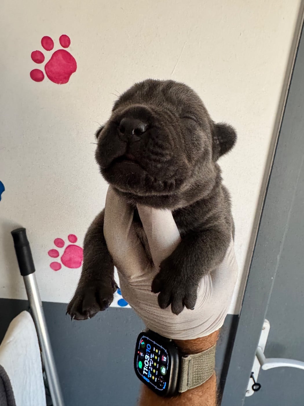Cane Corso - Au Royaume De Delio
