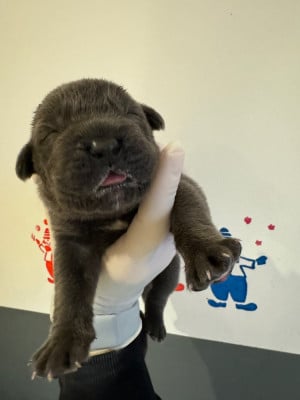 Les chiots de Cane Corso