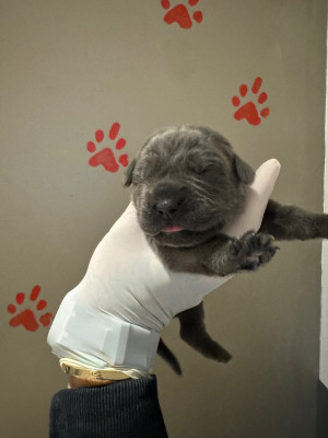 Les chiots de Cane Corso