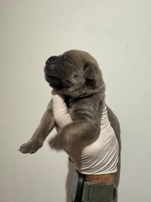 Les chiots de Cane Corso