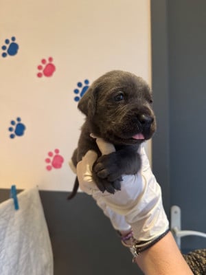 Les chiots de Cane Corso