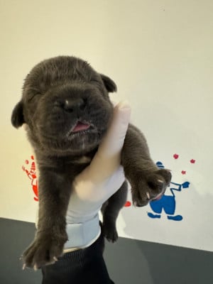 Les chiots de Cane Corso
