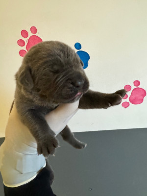 Les chiots de Cane Corso