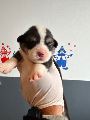 Les chiots de Welsh Corgi Pembroke