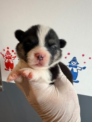 Les chiots de Welsh Corgi Pembroke
