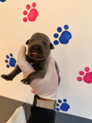 Les chiots de Cane Corso