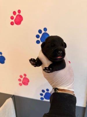Les chiots de Cane Corso