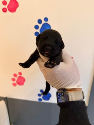 Les chiots de Cane Corso