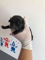 Cane Corso - Au Royaume De Delio