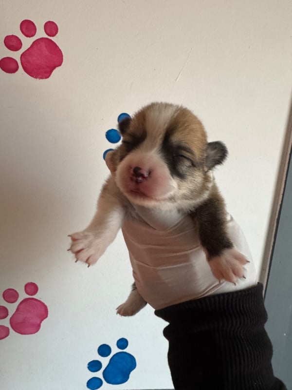 Welsh Corgi Pembroke - Au Royaume De Delio