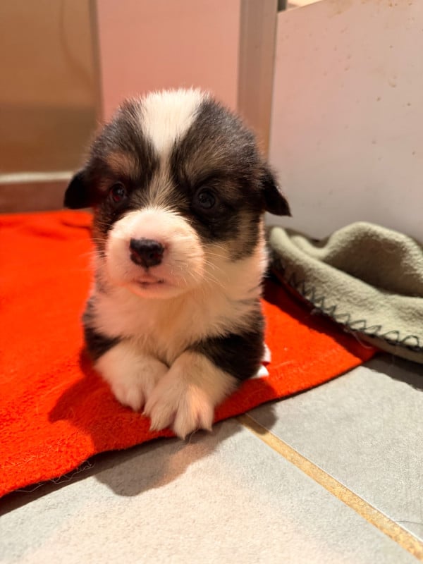 Welsh Corgi Pembroke - Au Royaume De Delio