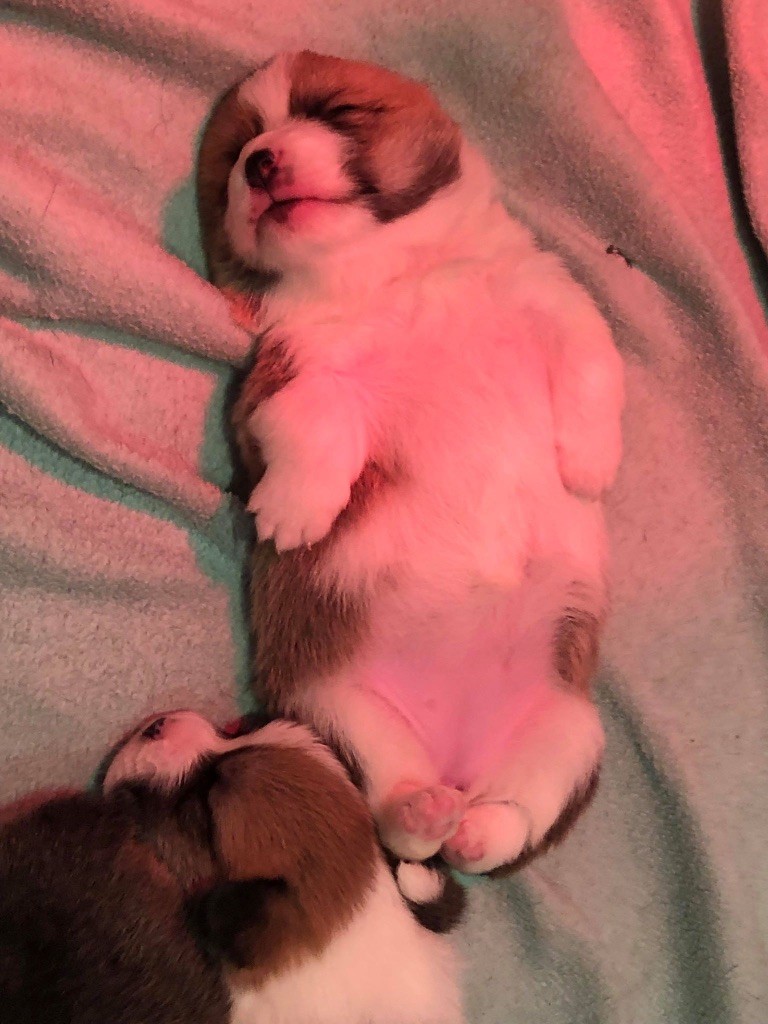 chiot Welsh Corgi Pembroke Au Royaume De Delio