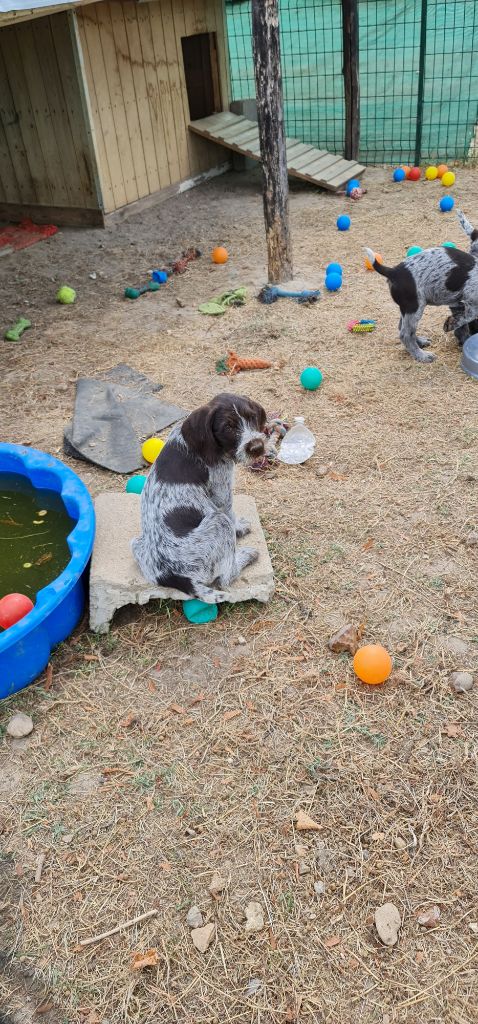 Publication : Du Domaine De Bussy Auteur : MAGALI BRIDET