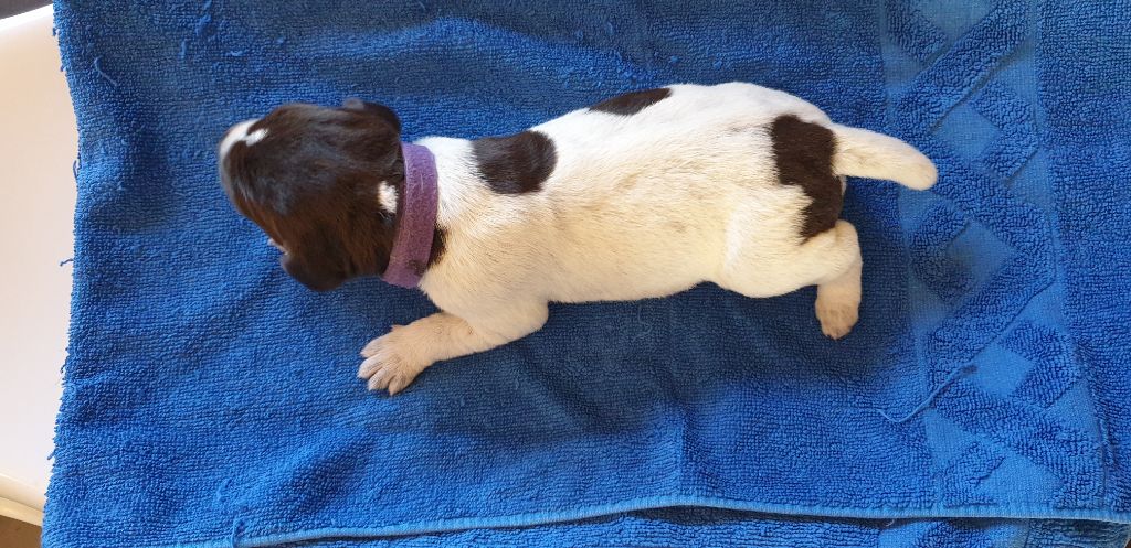 Publication : Du Domaine De Bussy Auteur : MAGALI BRIDET