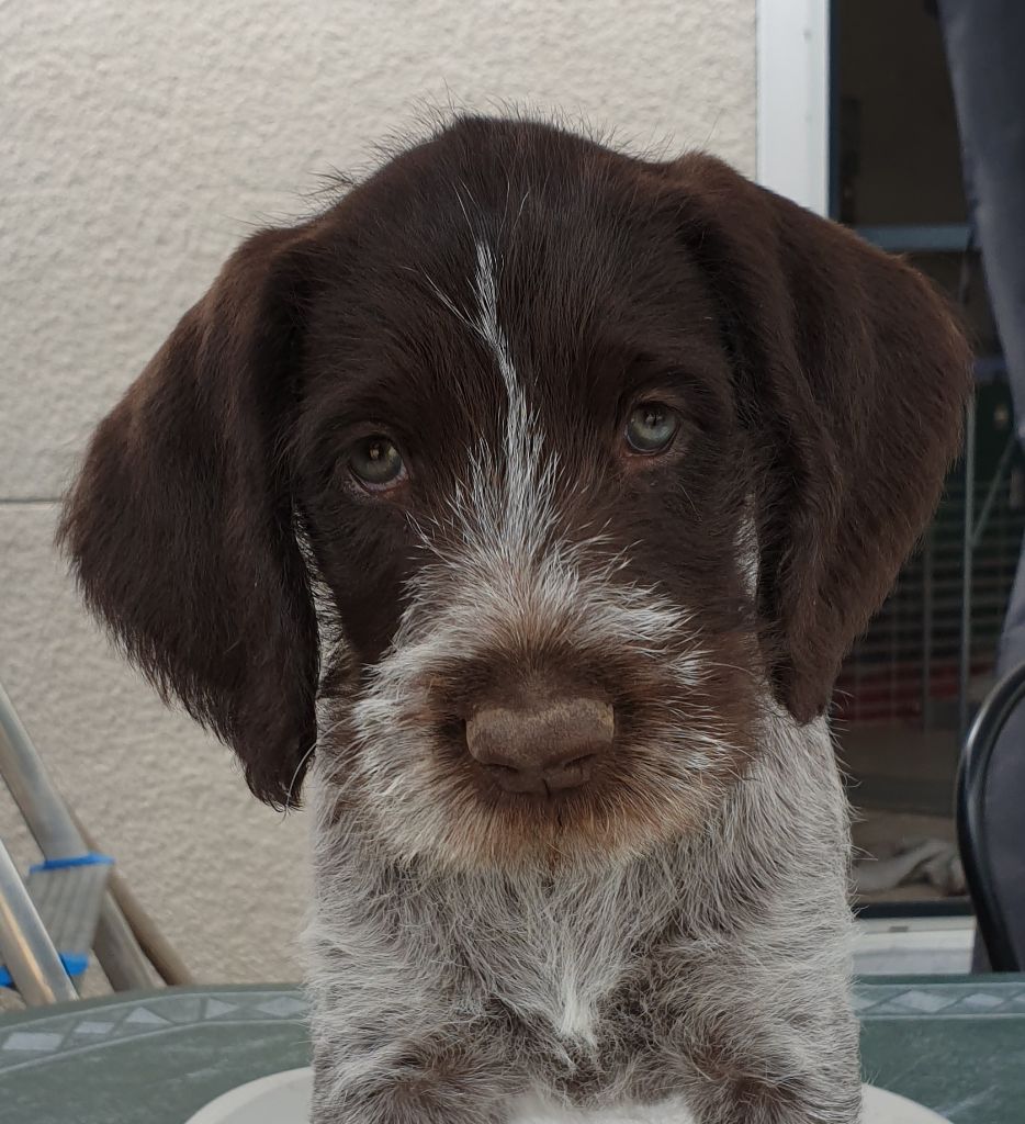 Publication : Du Domaine De Bussy Auteur : MAGALI BRIDET