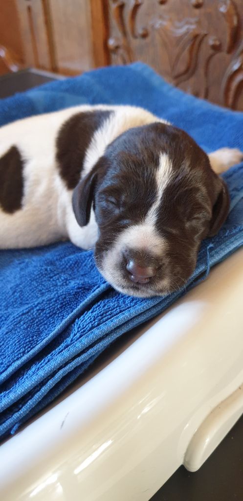 Publication : Du Domaine De Bussy Auteur : MAGALI BRIDET