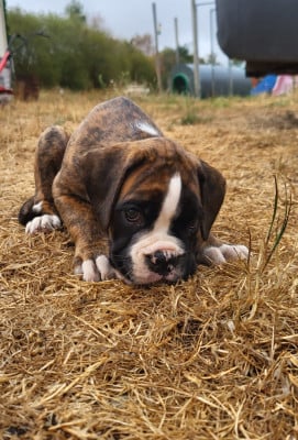 Boxer