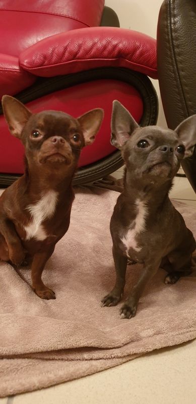 Publication : De La Cite D'esmee Auteur : LA CITE D'ESMEE