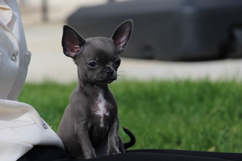 Publication : Du Secret Des Dieux Auteur : ludovic poirier