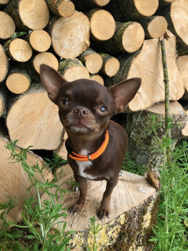 Publication : De La Cite D'esmee Auteur : LA CITE D'ESMEE