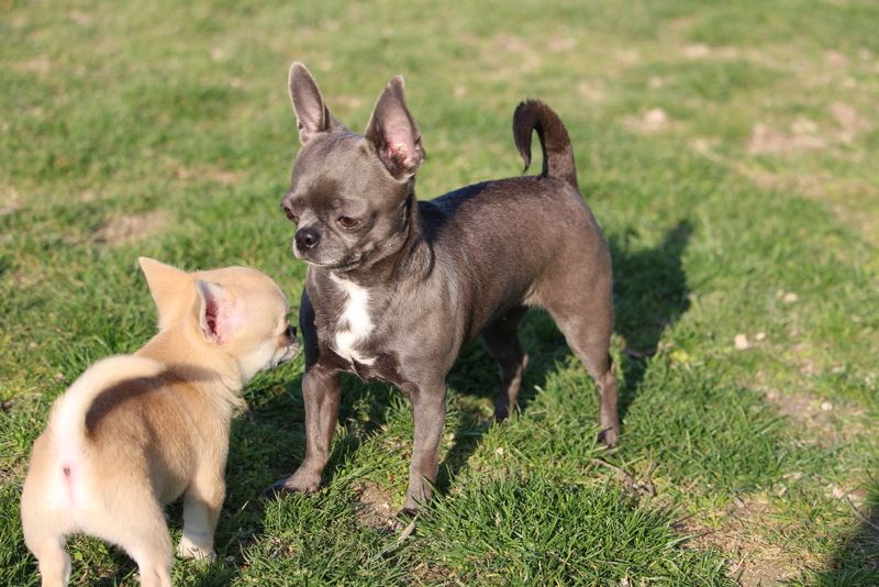 Publication : Du Secret Des Dieux Auteur : ludovic poirier