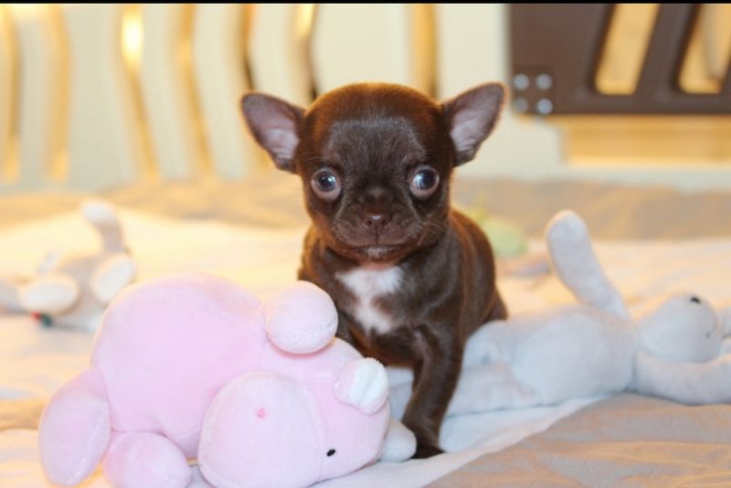 Publication : De La Cite D'esmee Auteur : LA CITE D'ESMEE