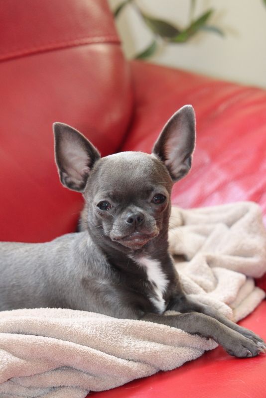 Publication : Du Secret Des Dieux Auteur : ludovic poirier