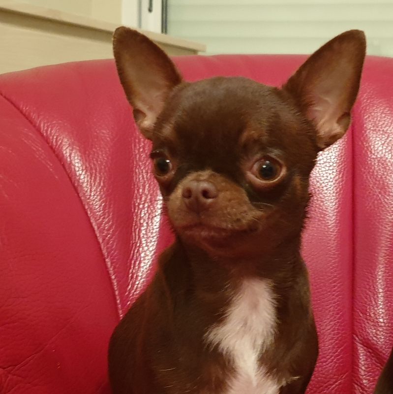 Publication : De La Cite D'esmee Auteur : LA CITE D'ESMEE