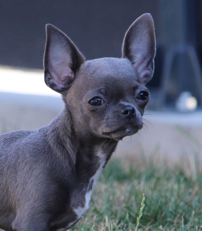 Publication : Du Secret Des Dieux Auteur : ludovic poirier