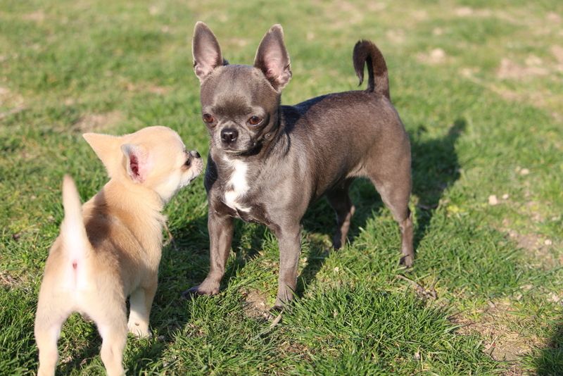 Publication : Du Secret Des Dieux Auteur : ludovic poirier