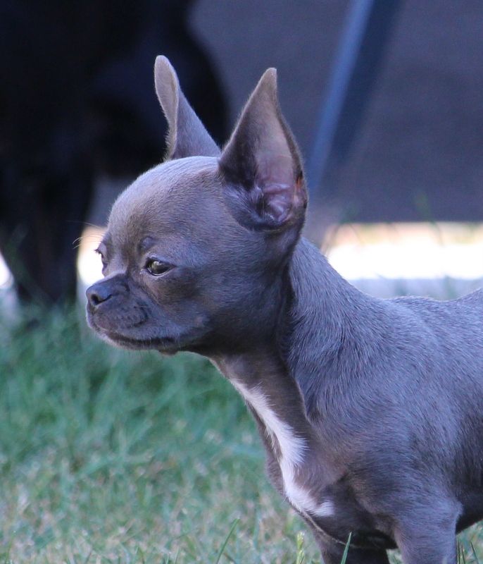 Publication : Du Secret Des Dieux Auteur : ludovic poirier