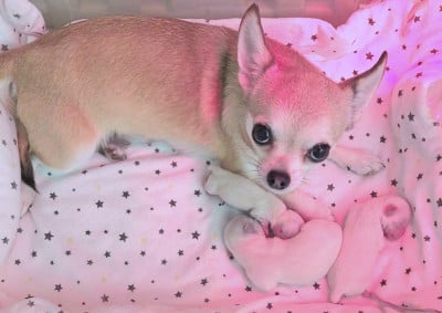 Les chiots de Chihuahua
