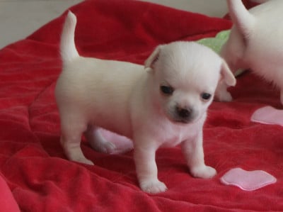 Les chiots de Chihuahua