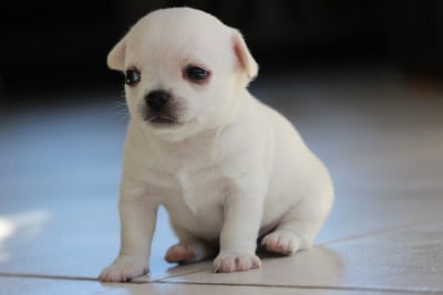 Les chiots de Chihuahua
