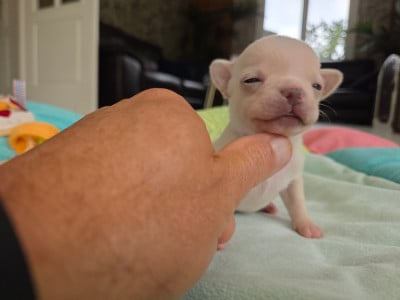 Les chiots de Chihuahua