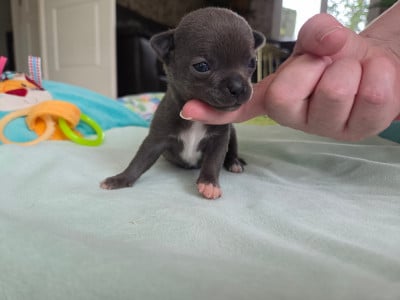 Les chiots de Chihuahua