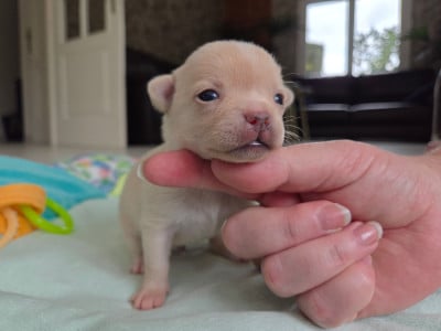 Les chiots de Chihuahua