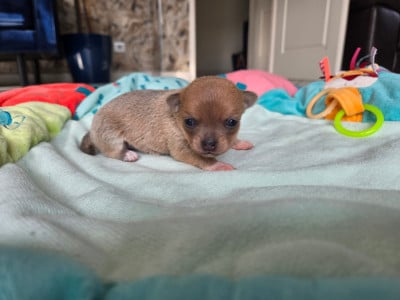 Les chiots de Chihuahua